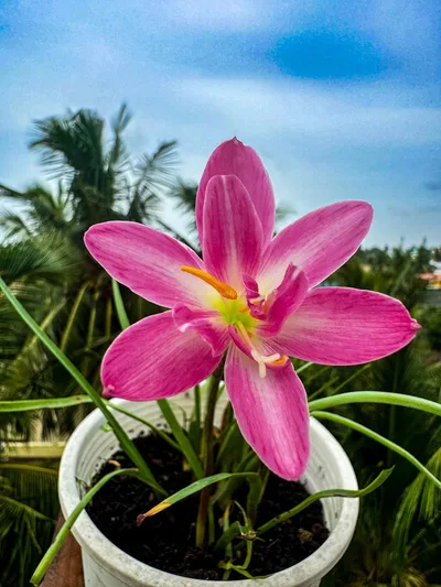 Rain Lily Double Fuschia — thumbnail 5