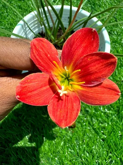 Rain Lily Window-Sill 5