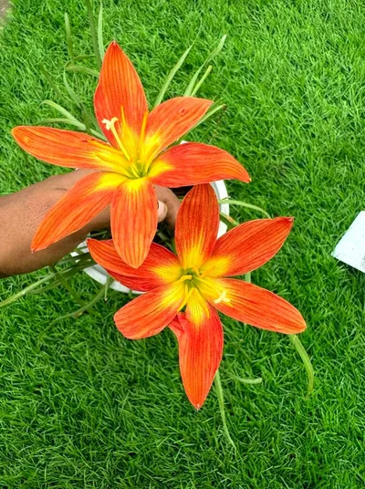 Rain Lily Daeng hang hong — thumbnail 1
