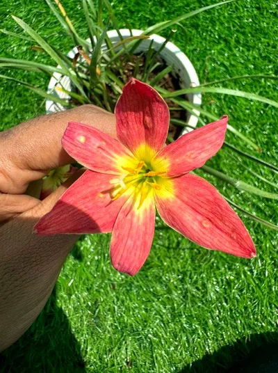 Rain Lily Deang Mon