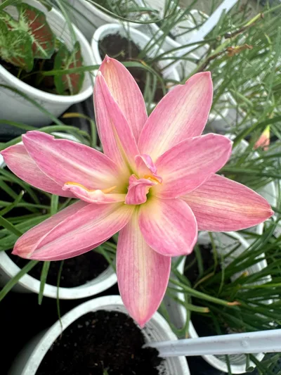 Rain Lily Dreaming pink -750 , Dreamy Pink