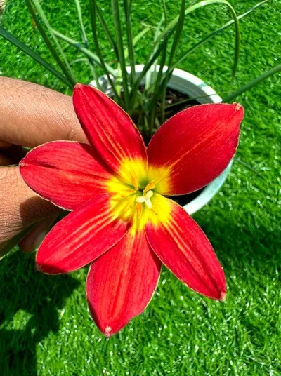 Rain Lily Kumali