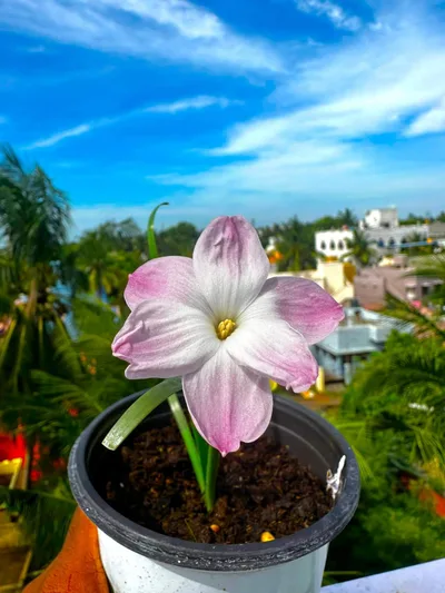 Rain Lily Lily Pie — thumbnail 1