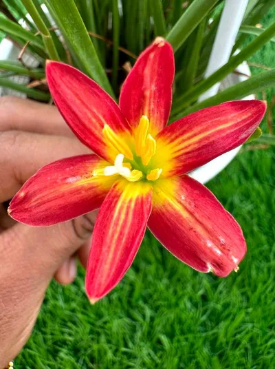 Rain Lily Little heart 250