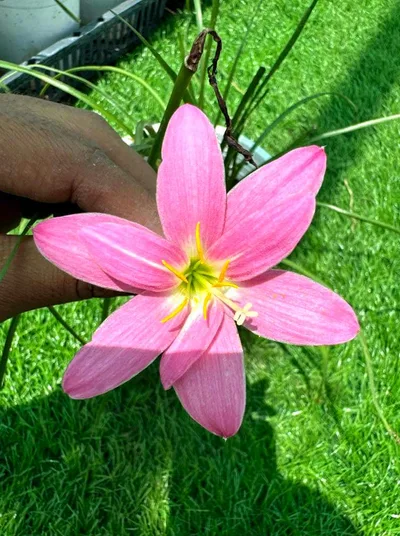Rain Lily Lovely chubby β photo 3
