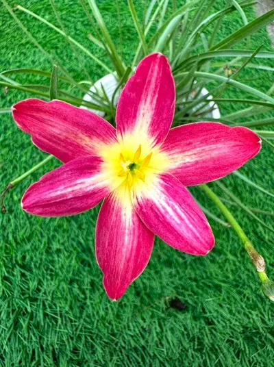 Rain Lily Ma red arrow