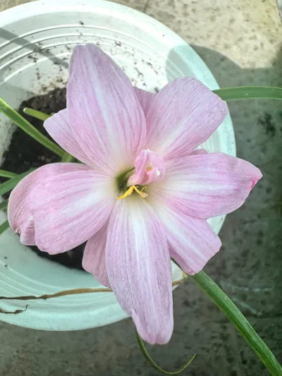 Rain Lily Medusa 700
