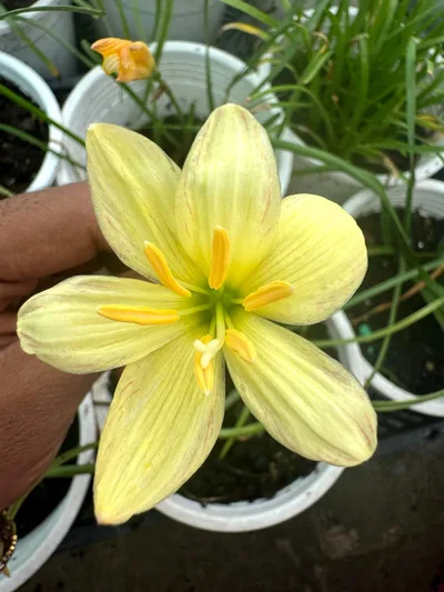 Rain Lily Moon Light — thumbnail 2