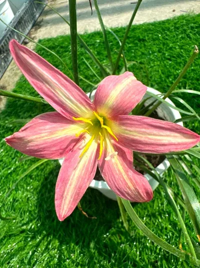 Rain Lily Omyin