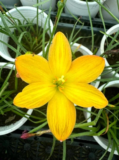 Rain Lily Onila