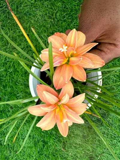 Rain Lily Orange Spy — thumbnail 1