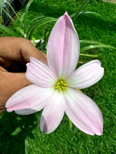 Rain Lily Sweet Memories