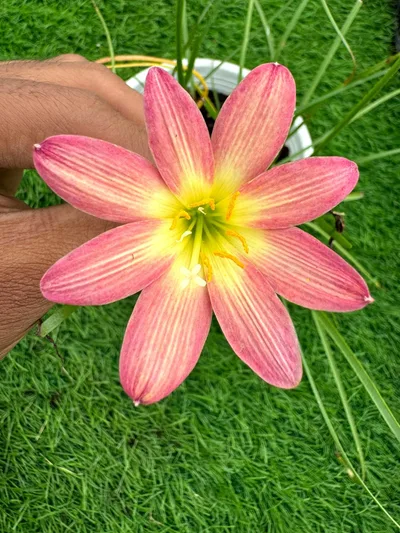 Rain Lily Star burst — thumbnail 1