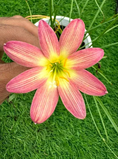 Rain Lily Star burst — thumbnail 2