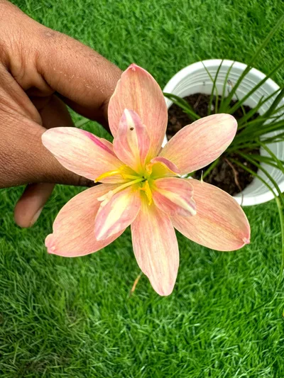 Rain Lily CHONTEE