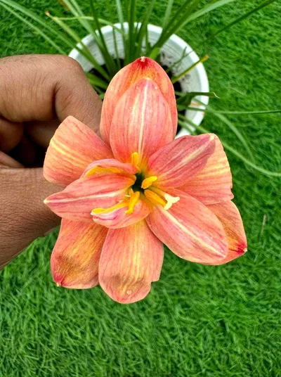Rain Lily Darly Jay