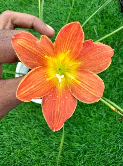Rain Lily Java