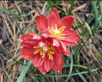 Rain Lily Red Macaw