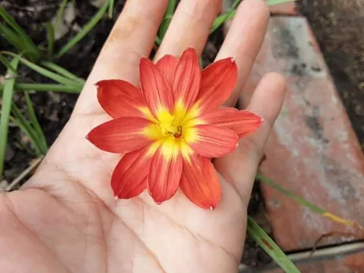 Rain Lily Red Macaw