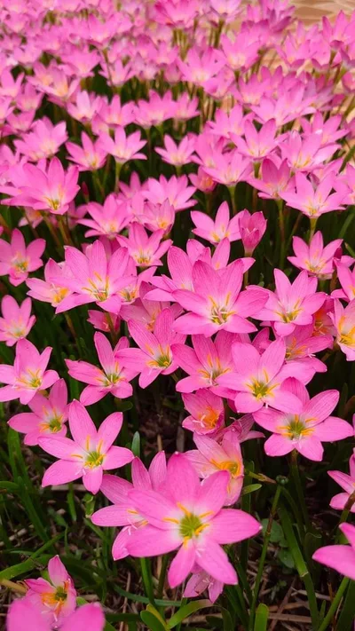 Rain Lily Rosea — thumbnail 1