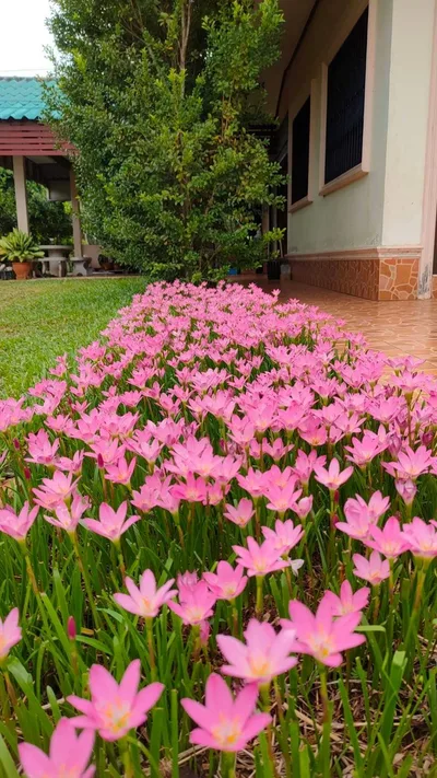 Rain Lily Rosea — thumbnail 2
