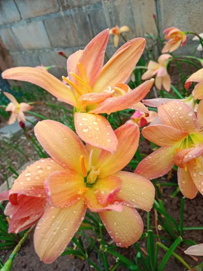 Rain Lily Yellow Card