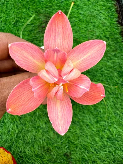 Rain Lily Princess of Charlotte — thumbnail 1