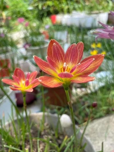 Rain Lily Ampharamphai — thumbnail 5