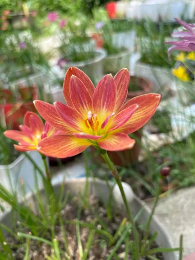 Rain Lily Ampharamphai — thumbnail 4