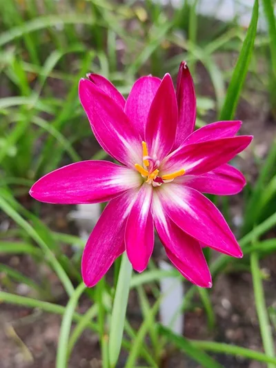 Rain Lily Black pink NK — thumbnail 4