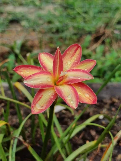 Rain Lily DOUBLE MARY