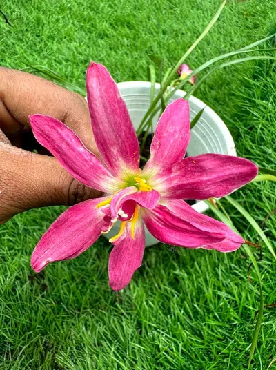 Rain Lily Black Prince's Ruby
