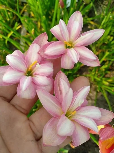 Rain Lily Lilawadee — thumbnail 2