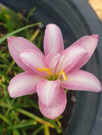 Rain Lily Lilawadee — thumbnail 5