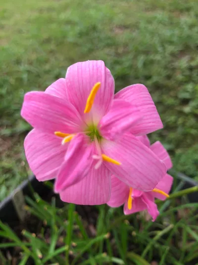 Rain Lily Fairy Yarn