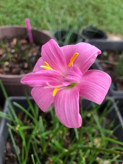 Rain Lily Fairy Yarn