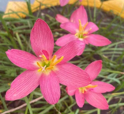 Rain Lily Apple Jack