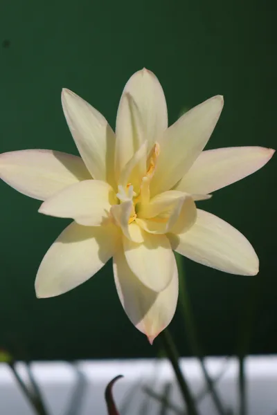 Rain Lily Tamonwan — thumbnail 1