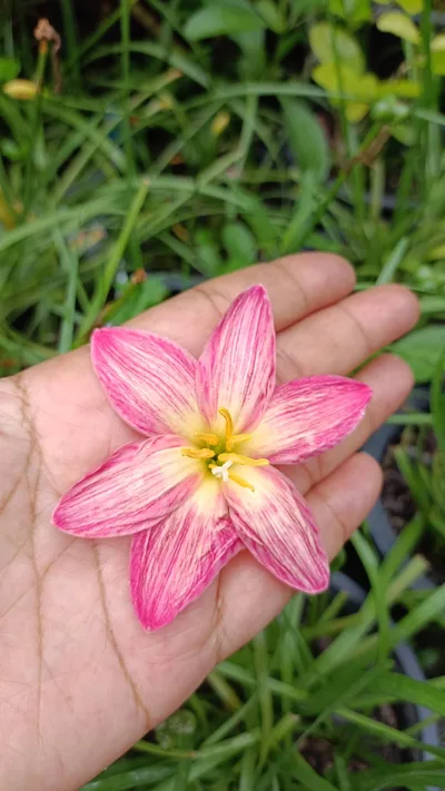 Rain Lily Wagyu