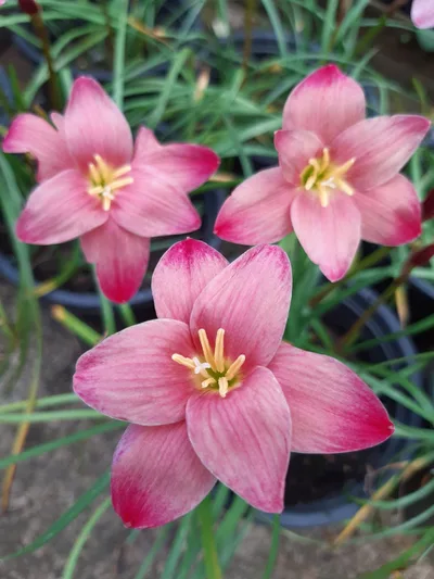 Rain Lily Sassy Pink