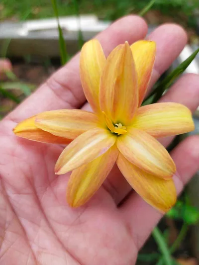 Rain Lily DW 52
