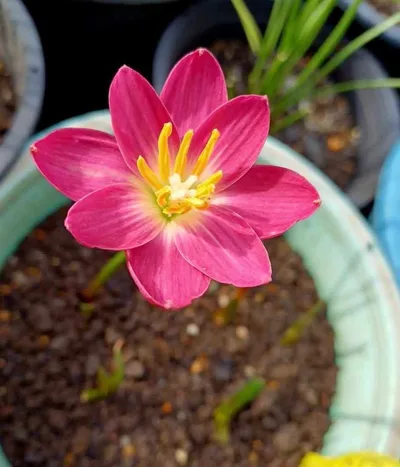 Rain Lily RP 31