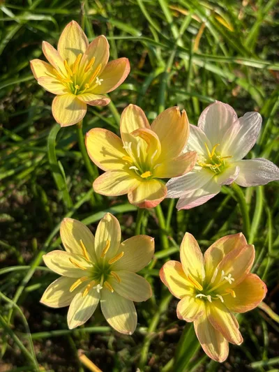 Rain Lily Moon Light — thumbnail 1