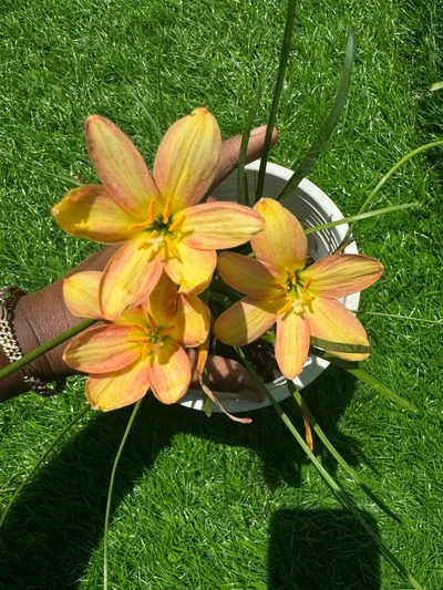 Rain Lily Eastern Pearl