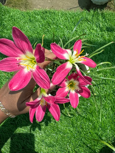 Rain Lily Red Card