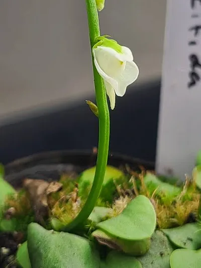 Utricularia Calycifida White Flower