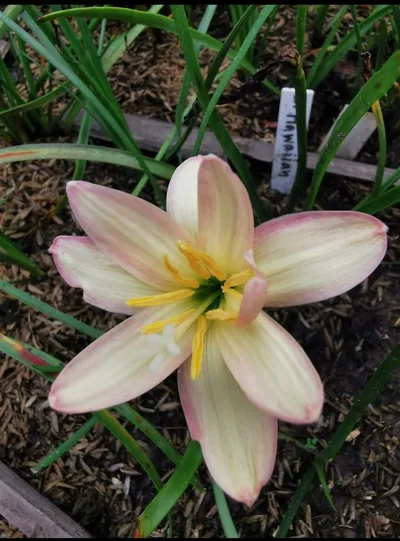 Onam's Vibrant Rain Lily Carpet — thumbnail 1