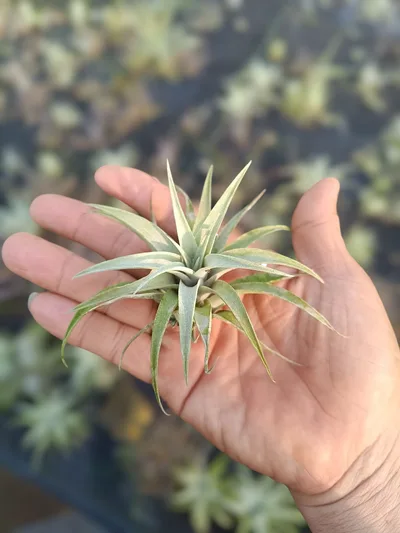 Air Plant Capitata Silver Rose — thumbnail 1