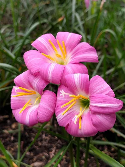 Rain Lily Lovely chubby β photo 1