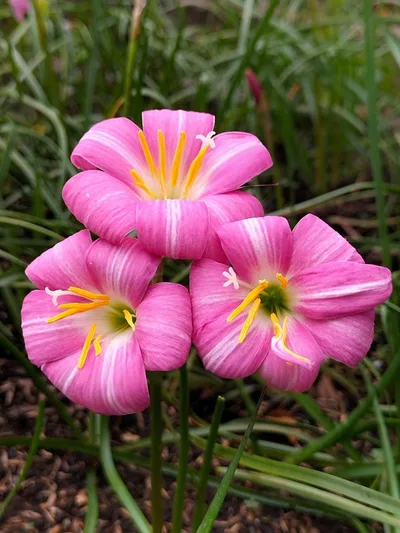 Rain Lily Lovely chubby β photo 2